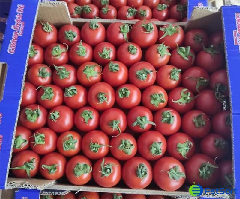 images/1700723667715cherry tomato grading line.jpg